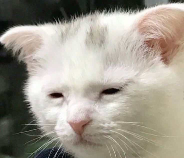 super tired white cat