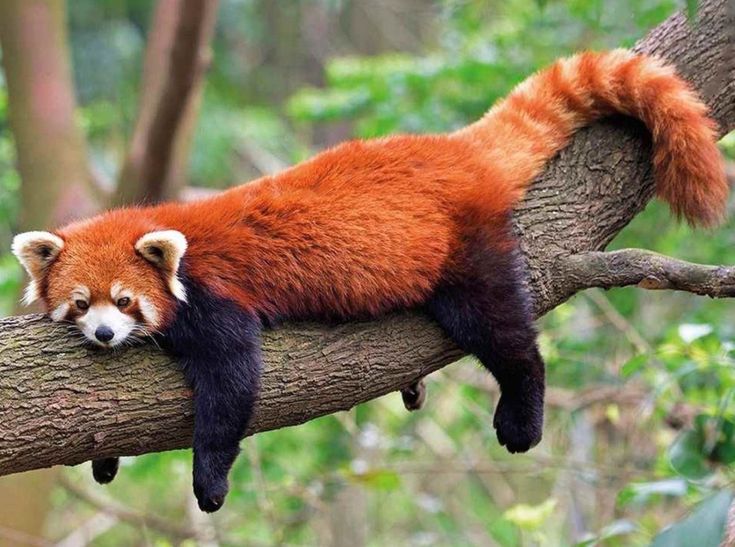 red panda laying on branch