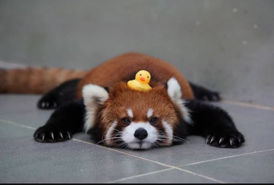red panda lying on tiled floor with rubber duck on its head