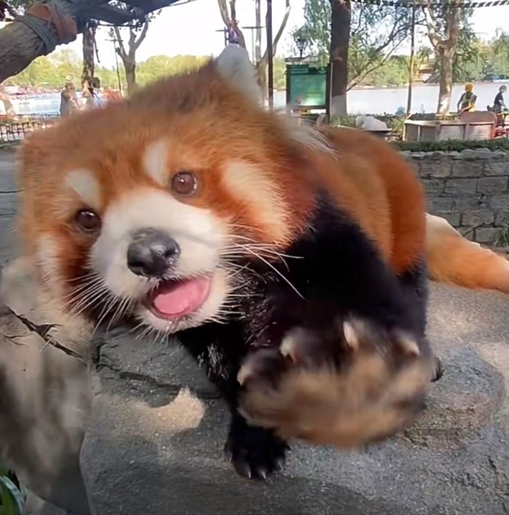 red panda reaching out with one paw
