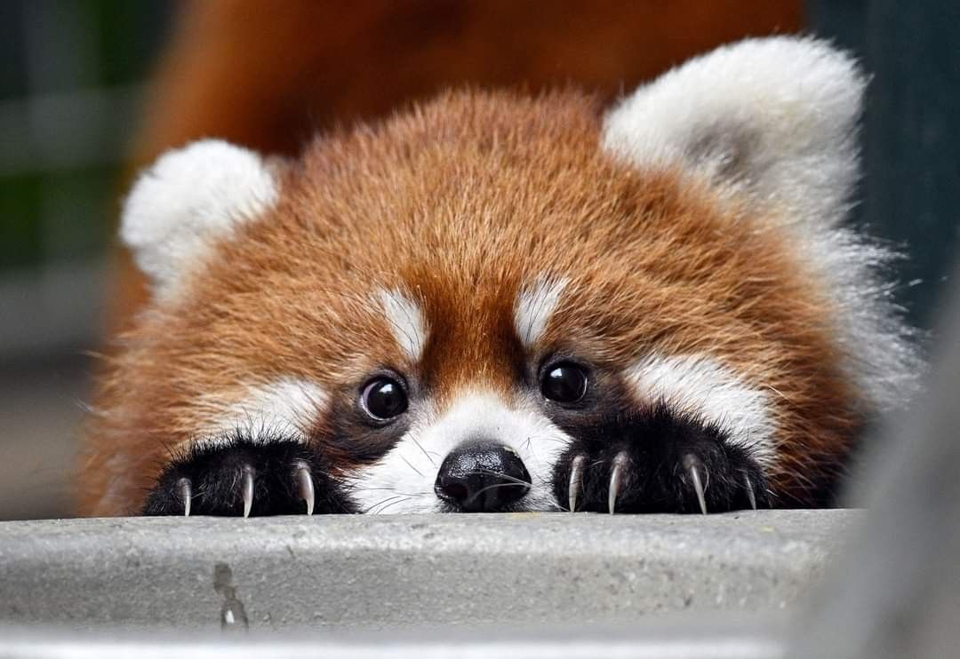 red panda peeking up from its paw