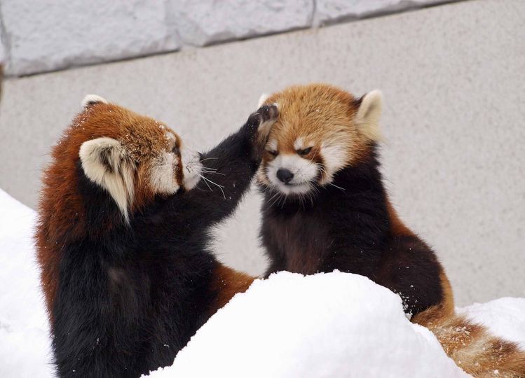 red panda petting another red panda