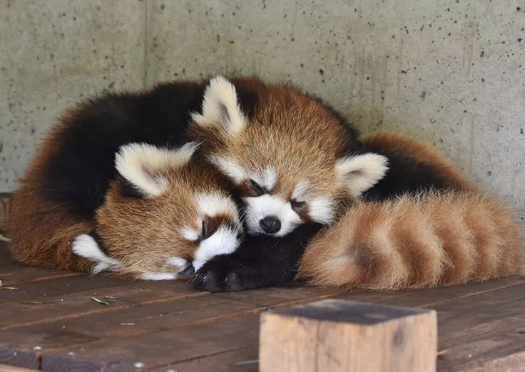 two red pandas sleeping on top of each other