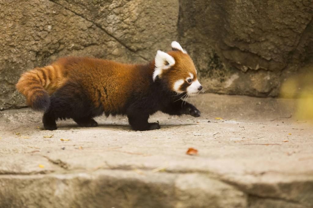 red panda captured walking from the sideview