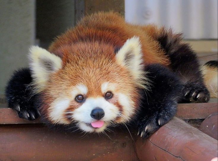 red panda with tongue sticking out