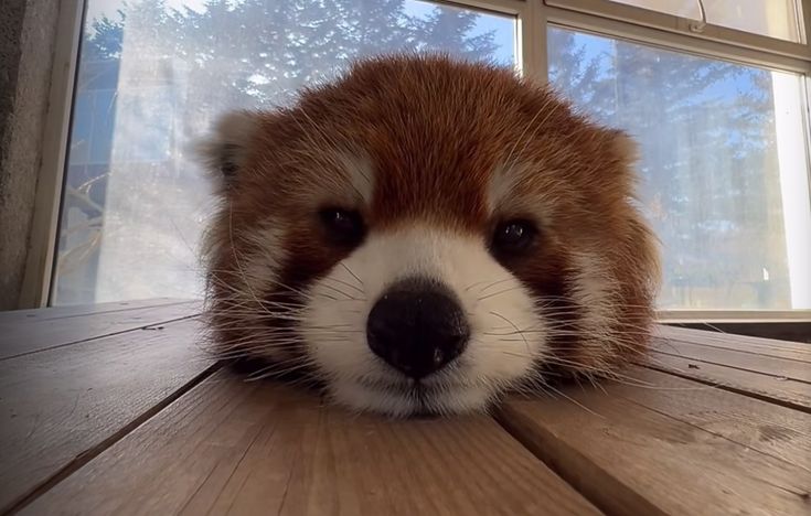 red panda super close to the camera with ears tucked back